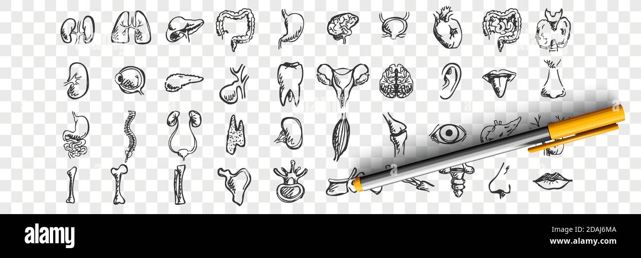 Human organs doodle set Stock Vector Image & Art - Alamy