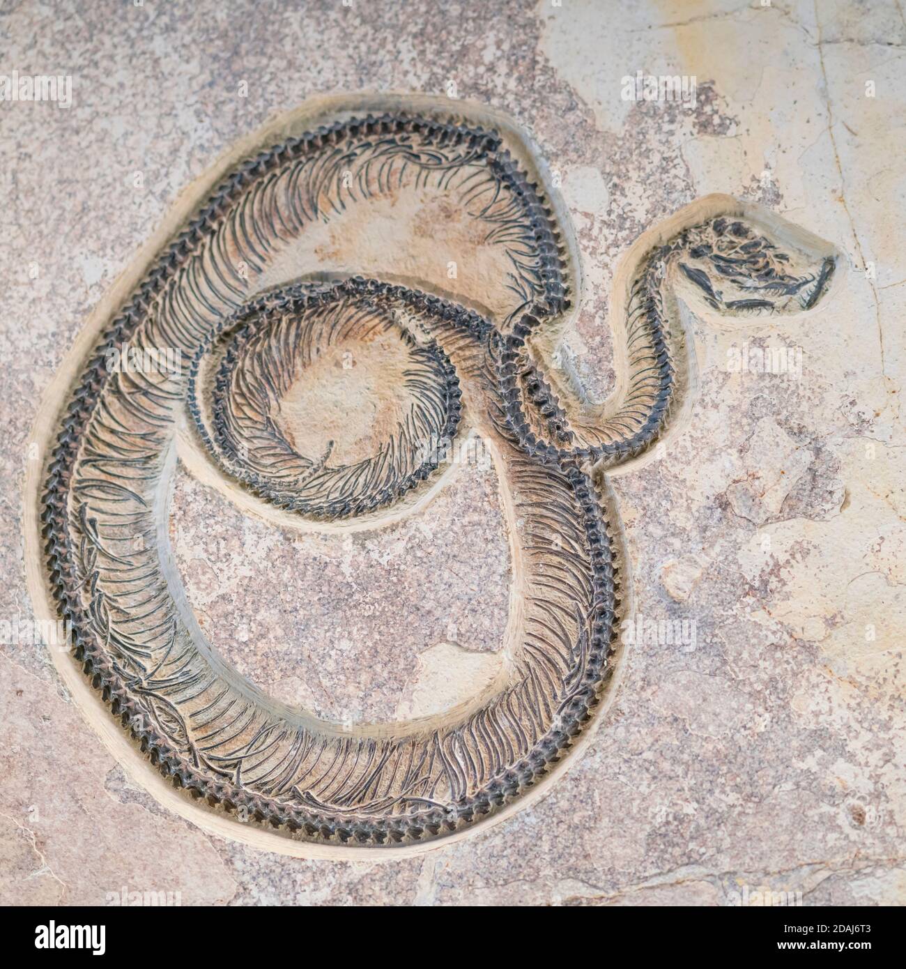 Snake fossil, Fossil Butte National Monument, Wyoming, Usa