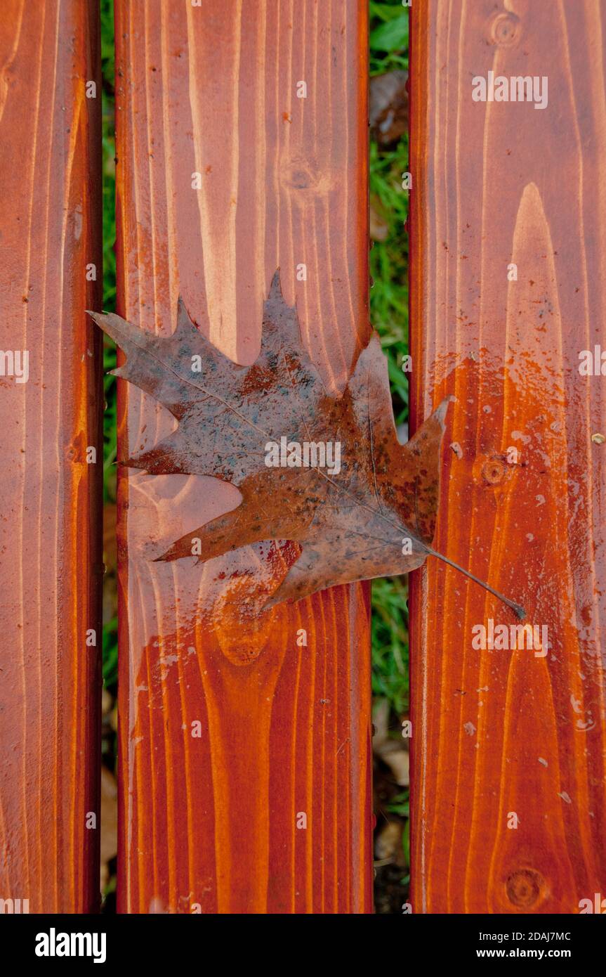 brown oak leaf fallen on a wooden bench Stock Photo