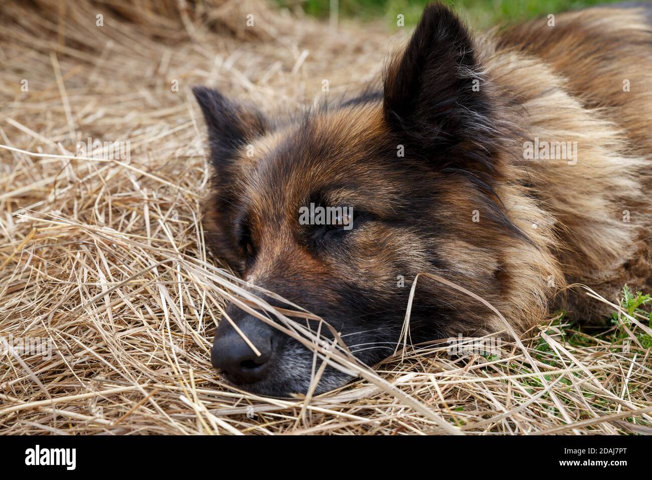 German shepherd dog. A sad sick German shepherd lies in the hay Stock