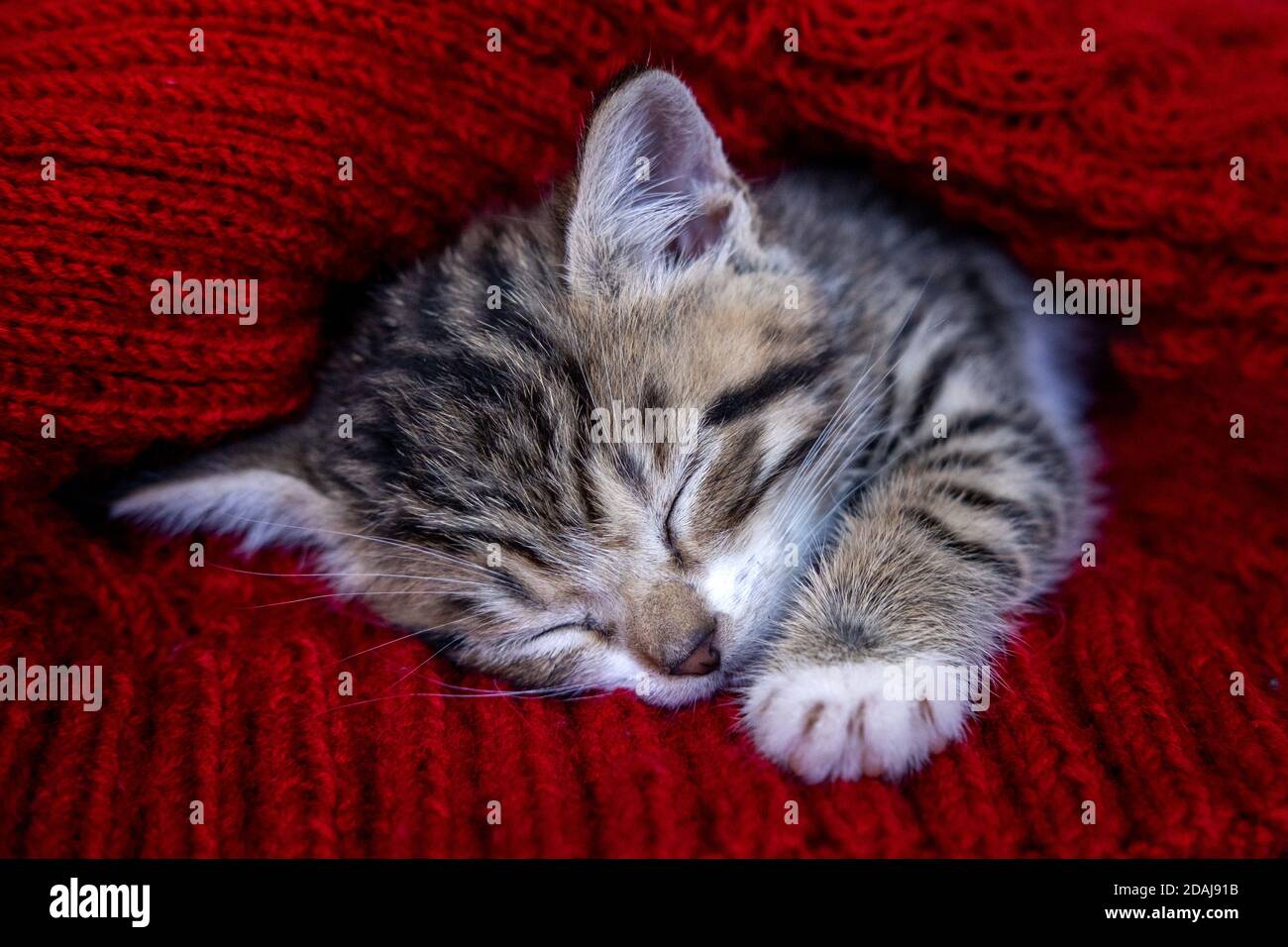 Small smiling striped kitten lying on back sleeping on white blanket ...