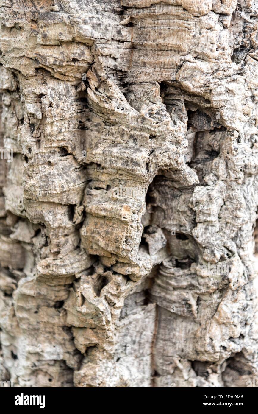 Cork oak tree bark, Quercus suber Stock Photo Alamy
