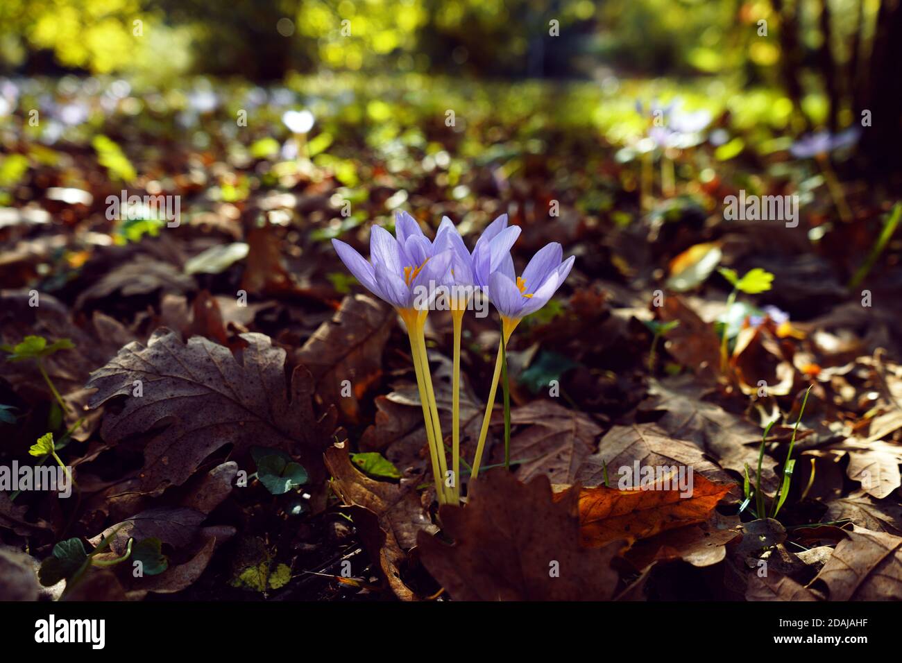 Purple flower surrounded by leaves. Stock Photo