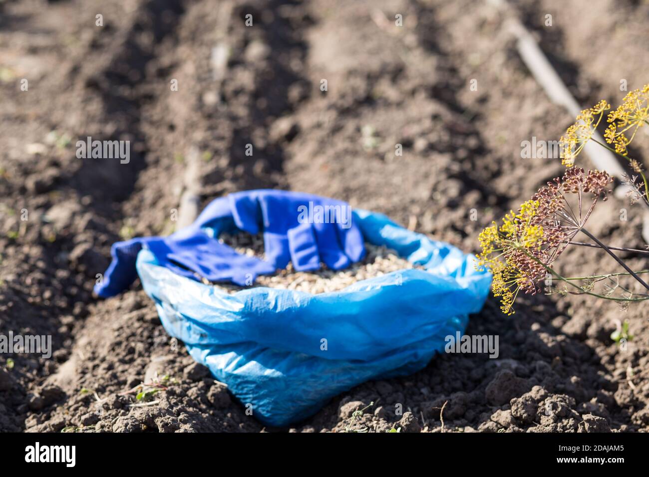 Planting work in a vegetable garden with seed crops, on drip irrigation Stock Photo Alamy