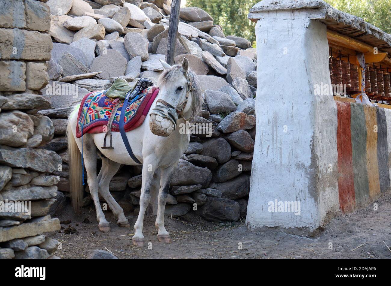 A harnessed riding horse in a leather protective muzzle from mosquito bites, stands in the yard. Upper Mustang. Nepal. Stock Photo