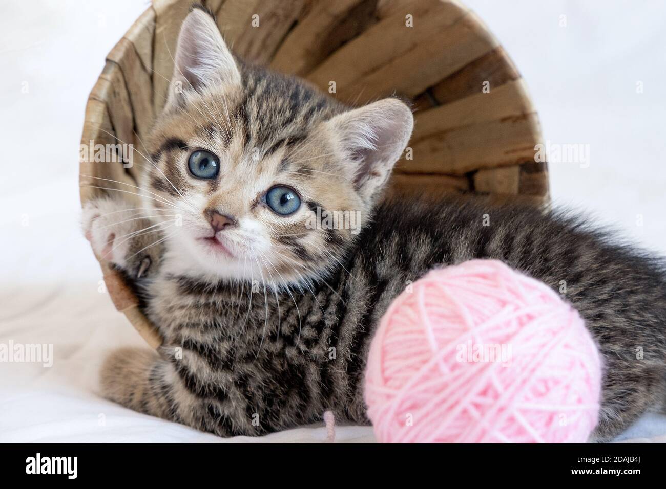 Striped kitten lying near basket with pink ball skeins of thread on white bed. Cute little cat Stock Photo