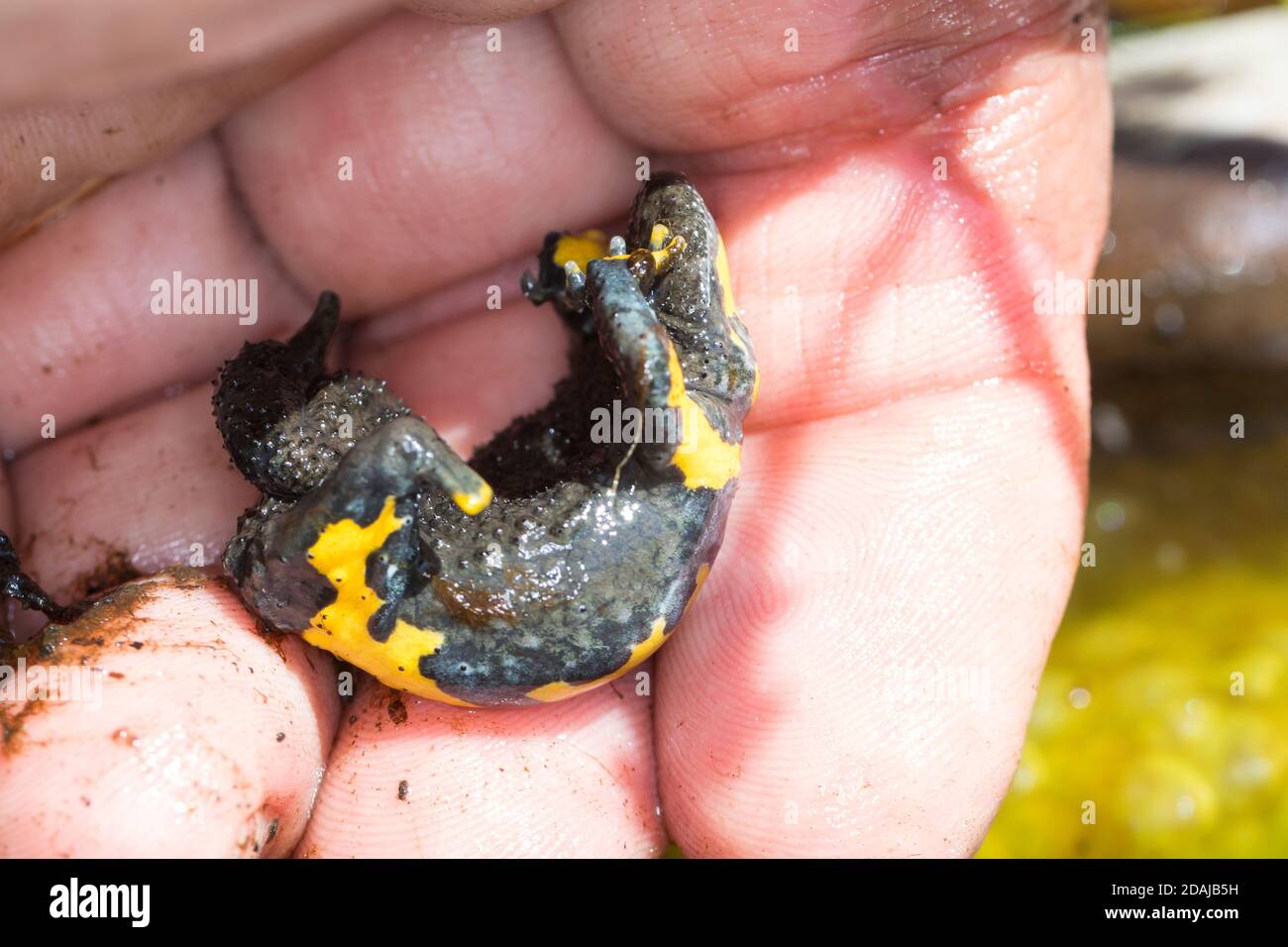 Gelbbauchunke, Gelbbauch-Unke, Bergunke, Unke, Unken, Kahnstellung bei Bedrohung, Bombina variegata, yellow-bellied toad, yellowbelly toad, variegated Stock Photo