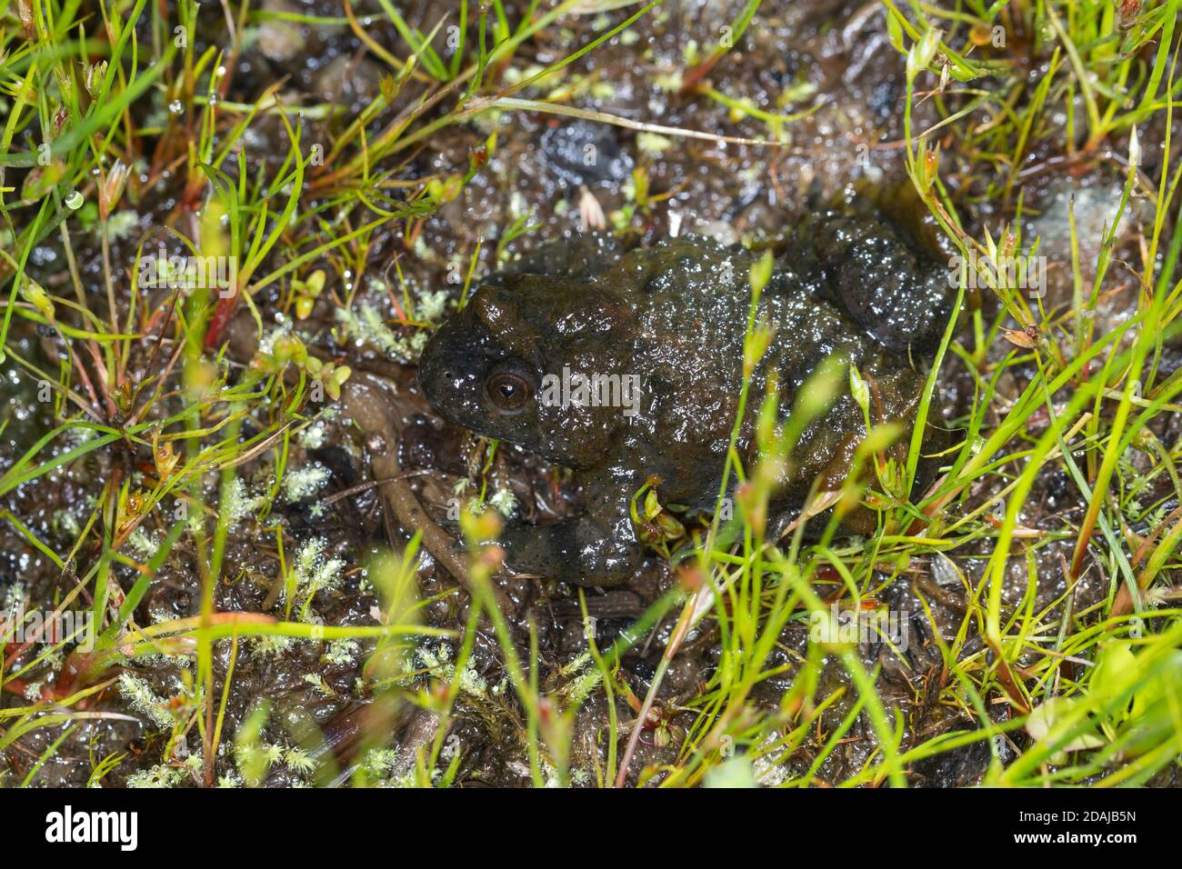 Gelbbauchunke, Gelbbauch-Unke, Bergunke, Unke, Unken, Bombina variegata, yellow-bellied toad, yellowbelly toad, variegated fire-toad, Sonneur à ventre Stock Photo