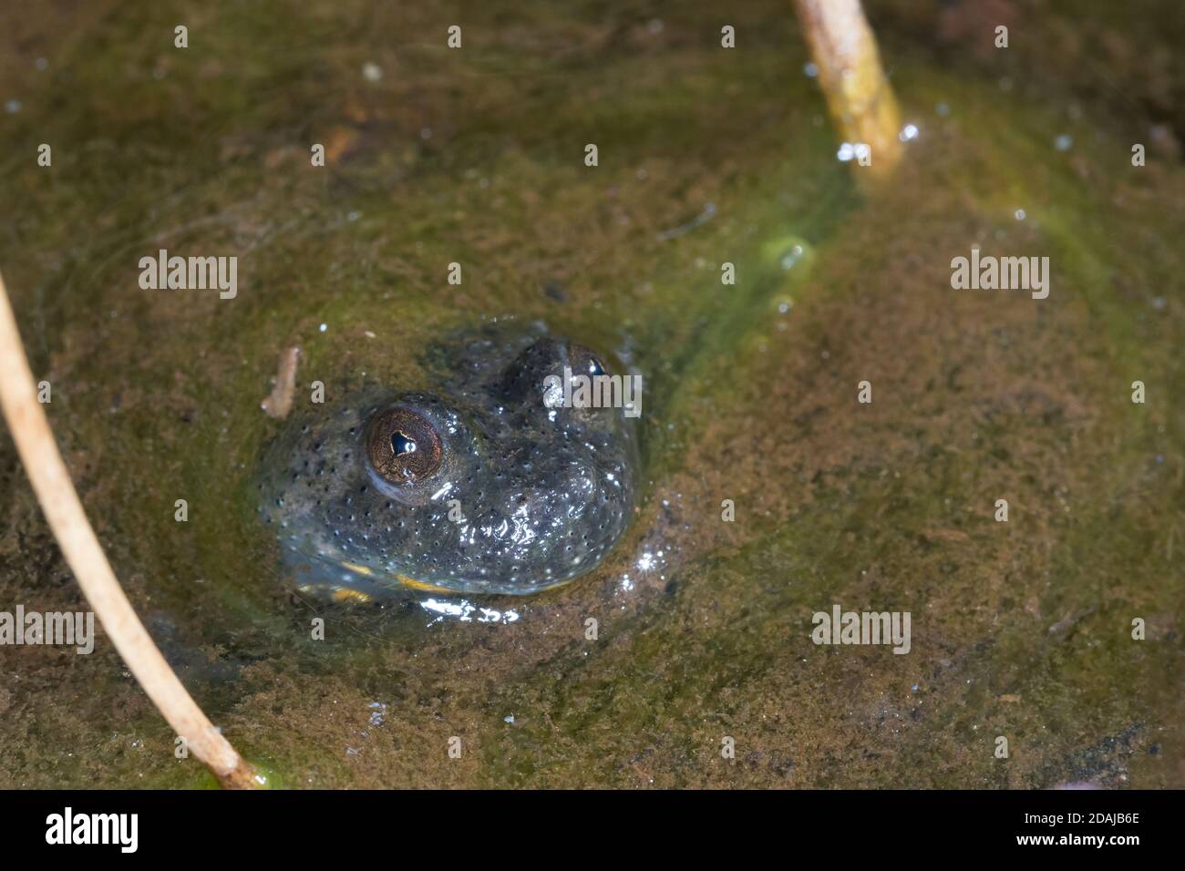 Gelbbauchunke, Gelbbauch-Unke, Bergunke, Unke, Unken, Bombina variegata, yellow-bellied toad, yellowbelly toad, variegated fire-toad, Sonneur à ventre Stock Photo