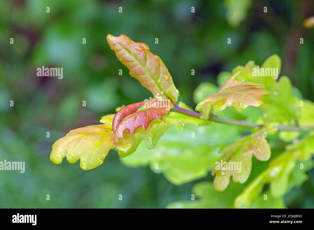 English or Pedunculate Oak Tree (Quercua robur), terminal, tip, branch, of recently emerged spring leaves. Close up. Gaining shades of green as they g Stock Photo