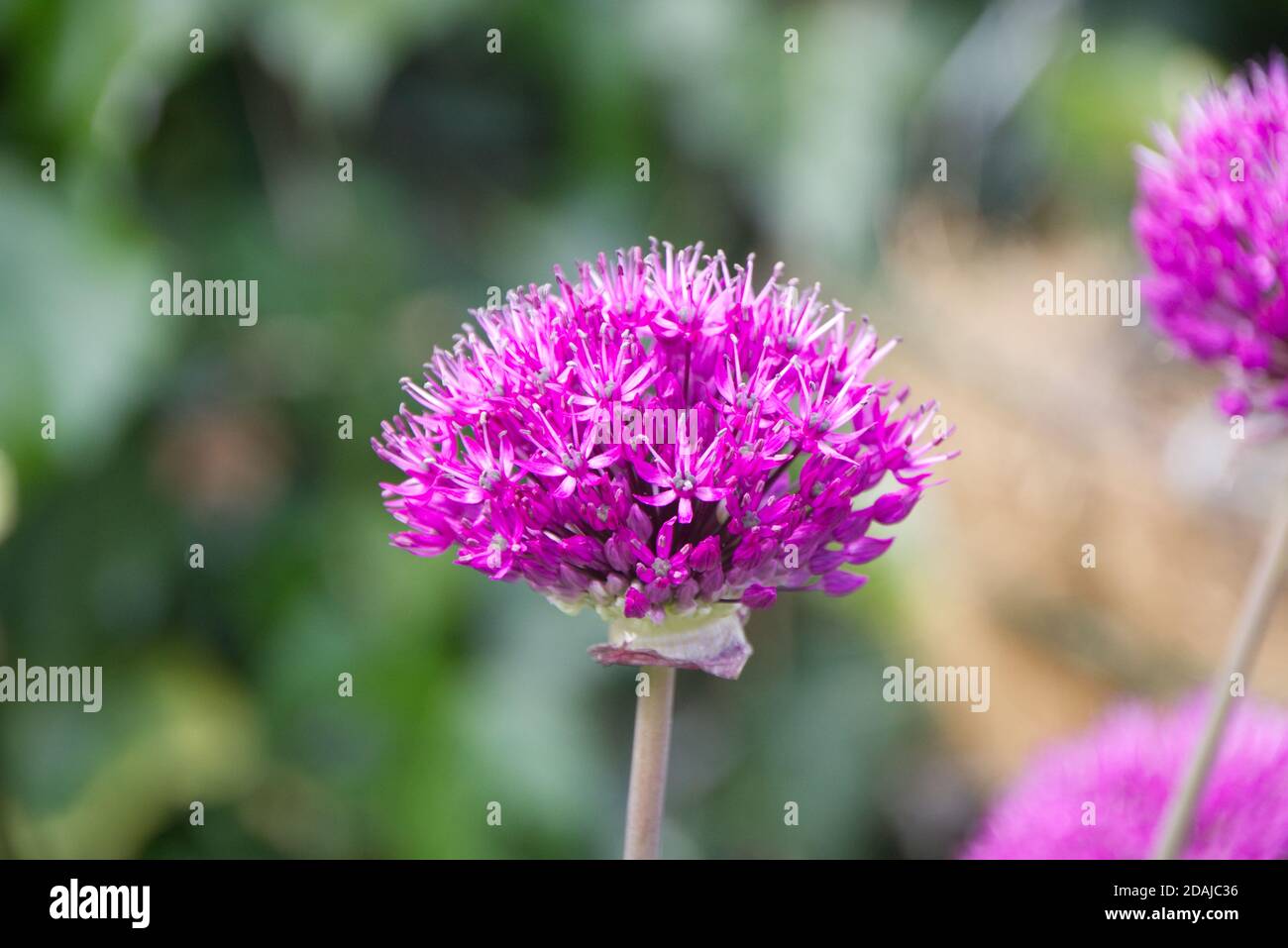 Allium Early Emperor growing in the garden Stock Photo