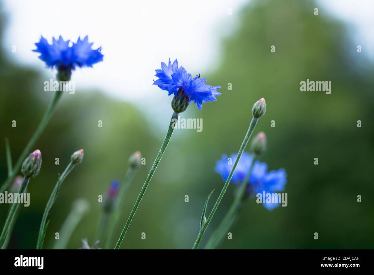 Blue cornflowers macro photo with selective soft focus Stock Photo