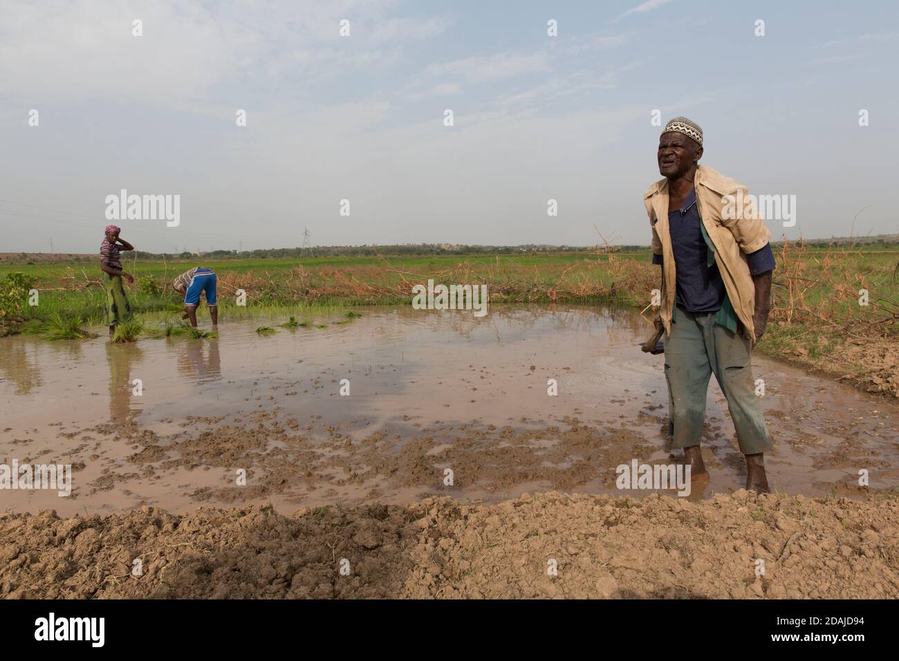 Selingue, Mali, 26th April 2015; Diola Coulibaly, 79, retired army man, working on his plot of 0.04 hectares.  The land was a garden plot but he has changed it to grow rice.  He also has one hectare of rice in another part of Selingue. His son, Moussa Coulibaly, 19, and his wife Mamou Coulibaly, 18, are working with him.  Diola has an army pension and his sons do most of the work.  The family share all the produce of the farming between them. Moussa works full-time on the land. Diola has two wives and 8 children. Stock Photo