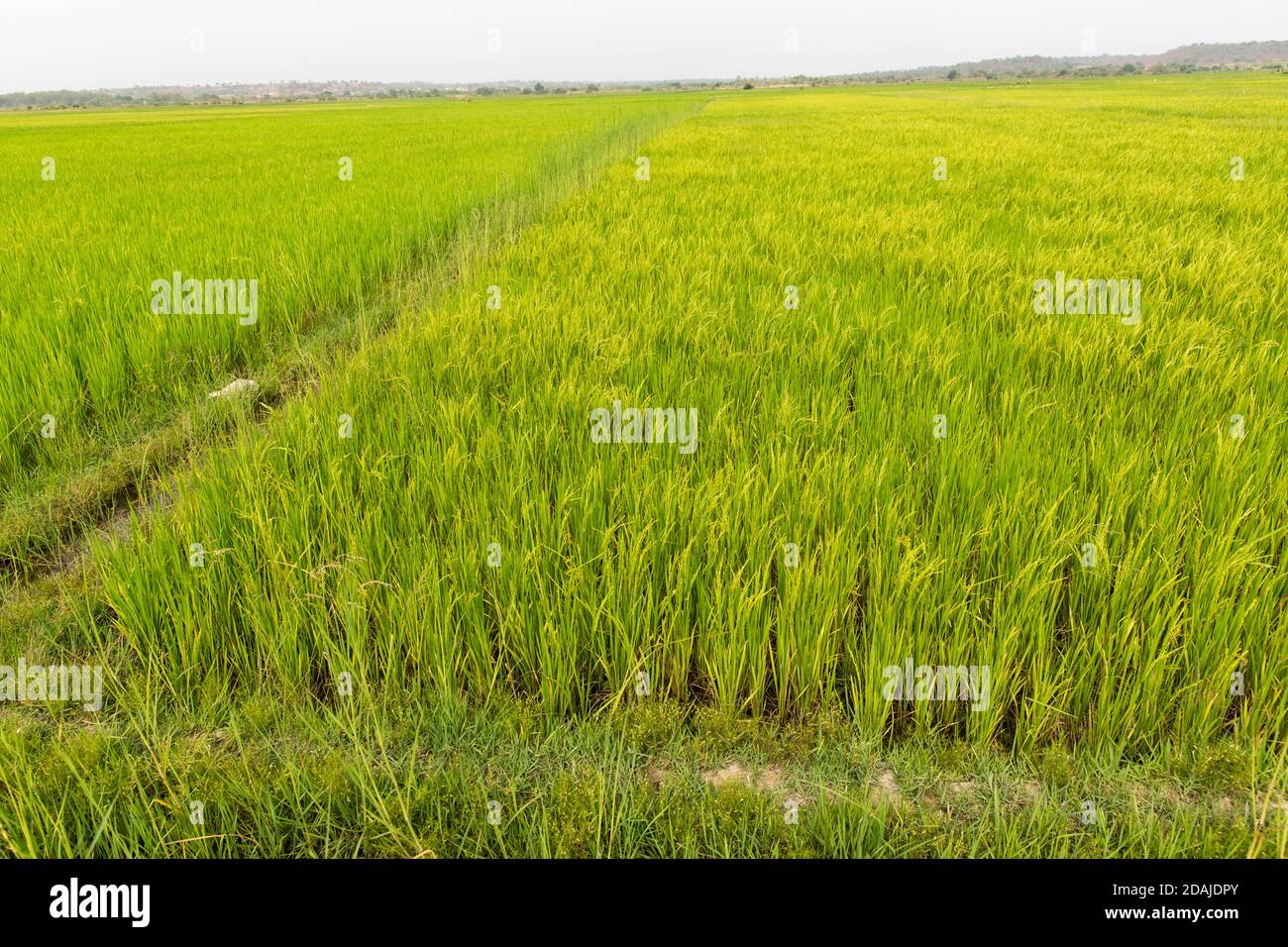Selingue, Mali, 26th April 2015; Irrigated rice ripening. Normally one hectare of rice requires 4 sacks of NPK and 4 sacks of Uree fertilizer. This costs 100,000 CFA per hectare.  From Selingue the farmer can usually get 5 to 6 tons of rice per hectare. 10 sacks for one ton of rice and maize each can sell for 12,500 per sack, so 120,000 CFA per ton or for 5 tons total value is 600,000 CFA per hectare for the rice. Farmers also pay water charges of 35,000 CFA per season. Stock Photo