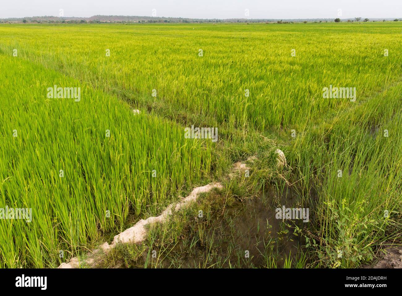 Selingue, Mali, 26th April 2015; Irrigated rice ripening. Normally one hectare of rice requires 4 sacks of NPK and 4 sacks of Uree fertilizer. This costs 100,000 CFA per hectare.  From Selingue the farmer can usually get 5 to 6 tons of rice per hectare. 10 sacks for one ton of rice and maize each can sell for 12,500 per sack, so 120,000 CFA per ton or for 5 tons total value is 600,000 CFA per hectare for the rice. Farmers also pay water charges of 35,000 CFA per season. Stock Photo