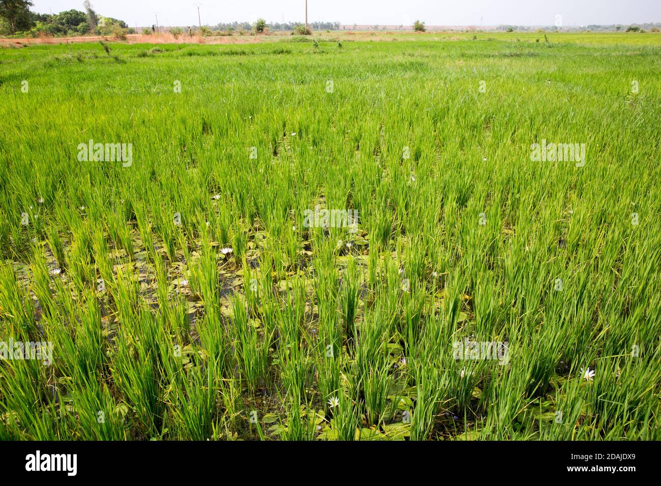 Selingue, Mali, 26th April 2015; Irrigated rice ripening. Normally one  hectare of rice requires 4 sacks of NPK and 4 sacks of Uree fertilizer.  This costs 100,000 CFA per hectare. From Selingue