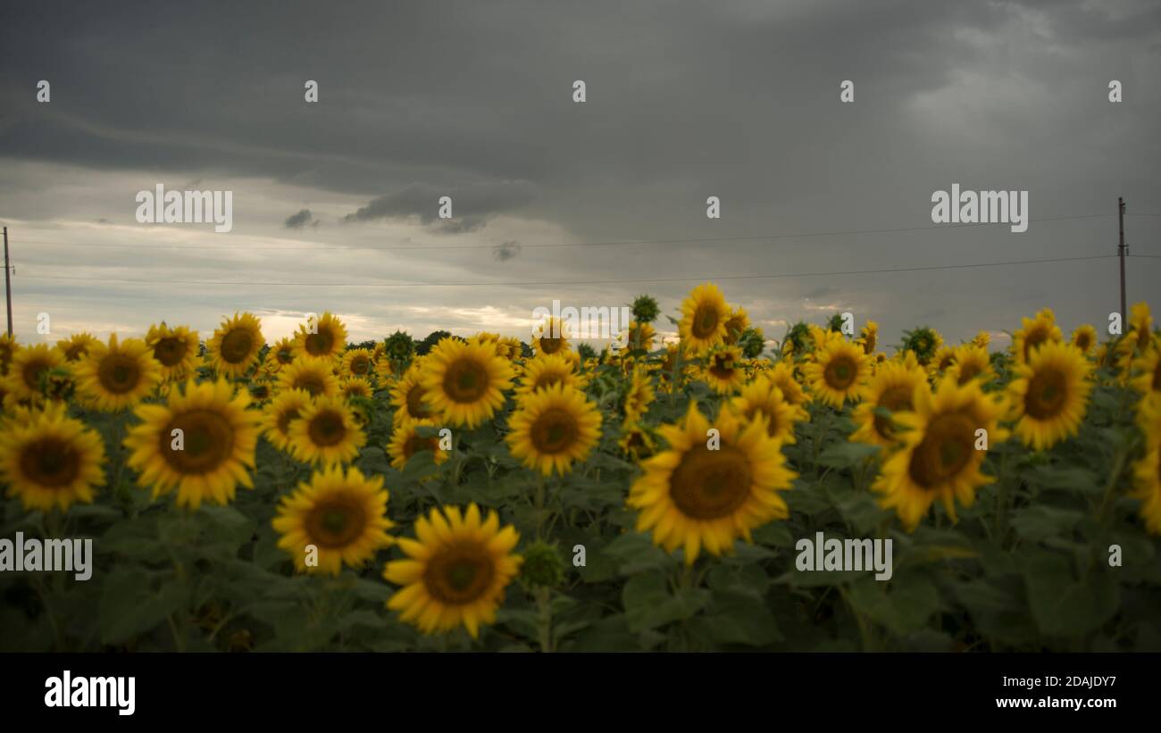 field of sunflowers. general background Stock Photo Alamy