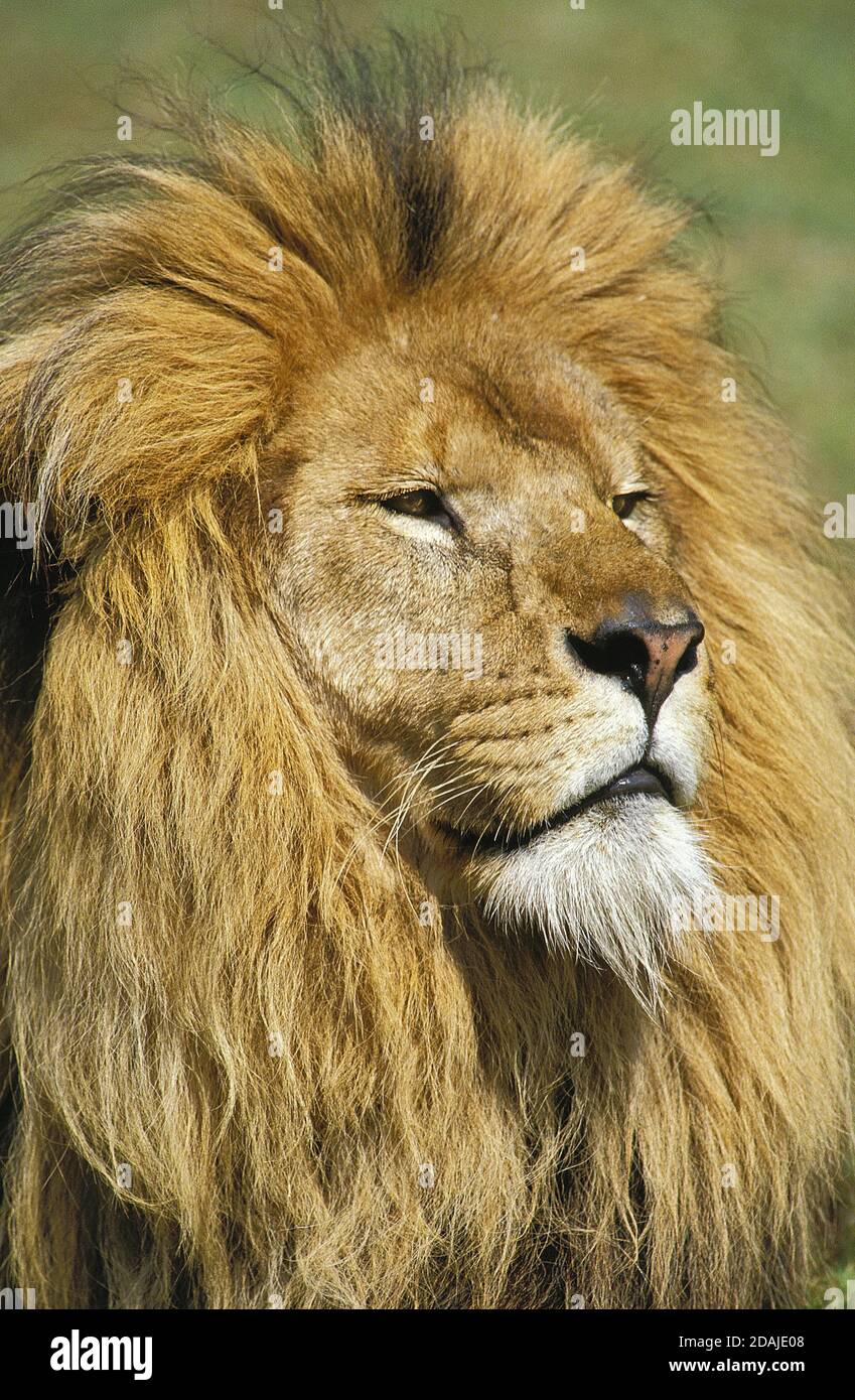AFRICAN LION panthera leo, PORTRAIT OF MALE Stock Photo - Alamy