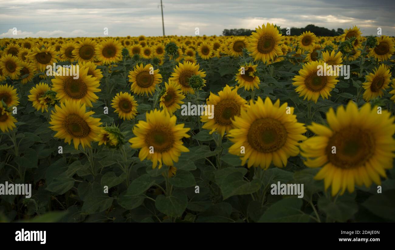 field of sunflowers. general background Stock Photo Alamy