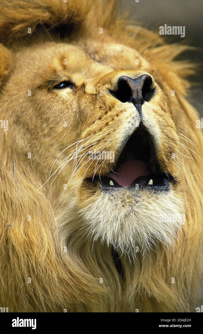 African lion roaring hi-res stock photography and images - Alamy