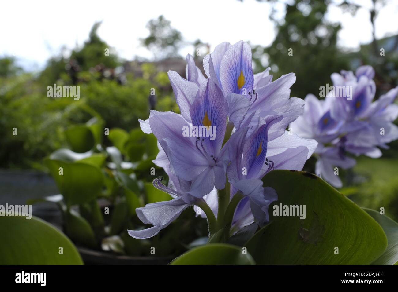 Flowers Of Nepal High Resolution Stock Photography And Images Alamy