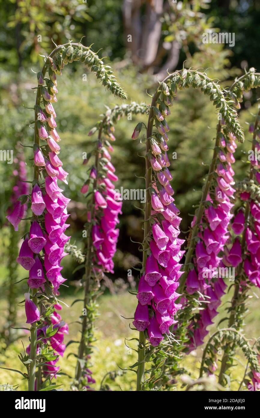 Foxglove (Digitalis purpurea). flower stems. Row of flowering stems, side by side. Top heavy