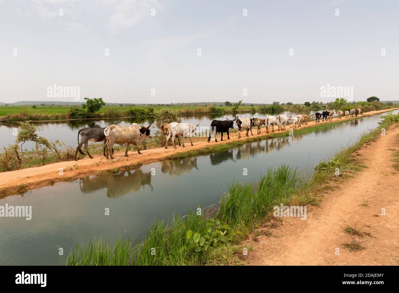 Selingue, Mali, 26th April 2015; Chaka Sidibe, 30, a Fulani herder, has come from Bougouni, 100 kms from Selingue, and is employed to graze this herd. Stock Photo
