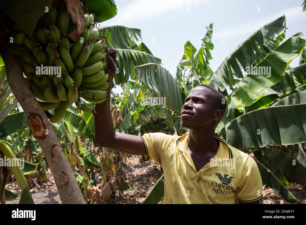 Selingue, Mali, 26th April 2015; Daouda Sidile, 19, works for his father.  His father is the president of the local banana growers association.  Douda is studying to be an electrical technician on a 4 year course. He is enjoying the course, and would like to work for the dam office when he graduates. Banana-growing is a good business - his father used to build houses, but he grows bananas now instead. Stock Photo