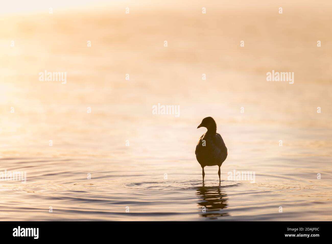 Silhouette von im Wasser stehendem Wasservogel im träumerischen morgendlichen Gegenlicht Stock Photo