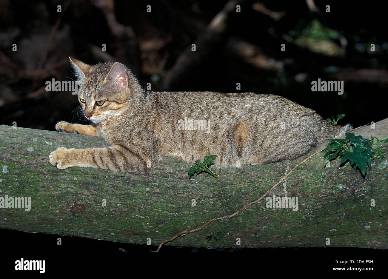 AFRICAN WILDCAT felis silvestris lybica, ADULT LAYING DOWN ON BRANCH Stock Photo