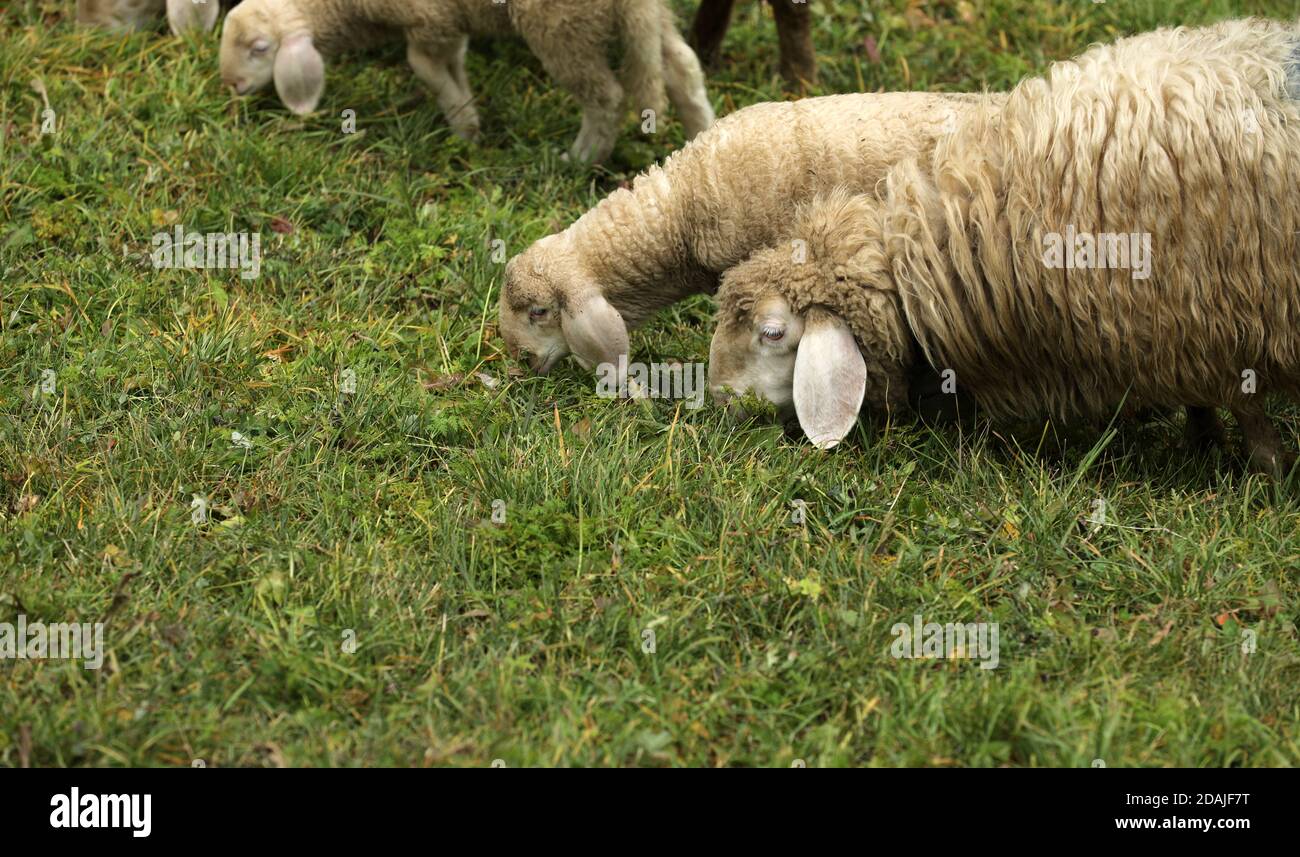 Sheep in the pasture while grazing Stock Photo - Alamy