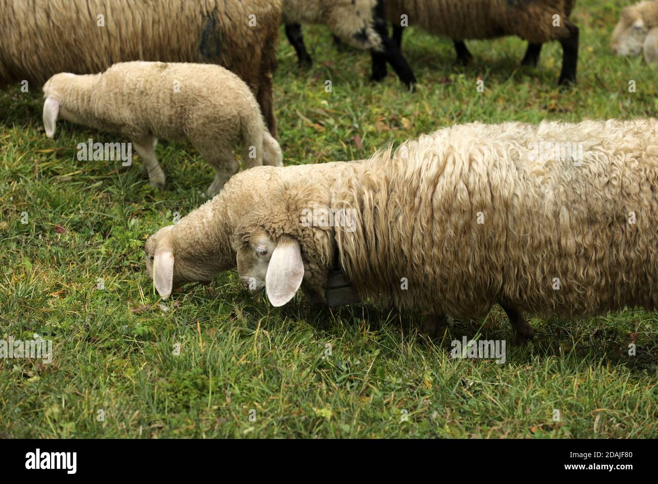 Sheep in the pasture while grazing Stock Photo - Alamy