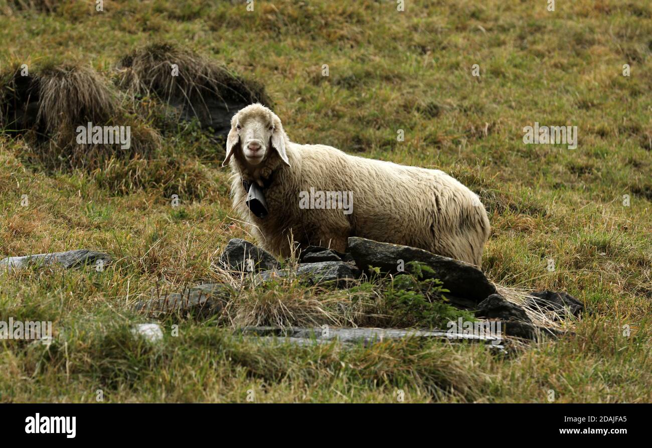 Sheep in the pasture while grazing Stock Photo - Alamy