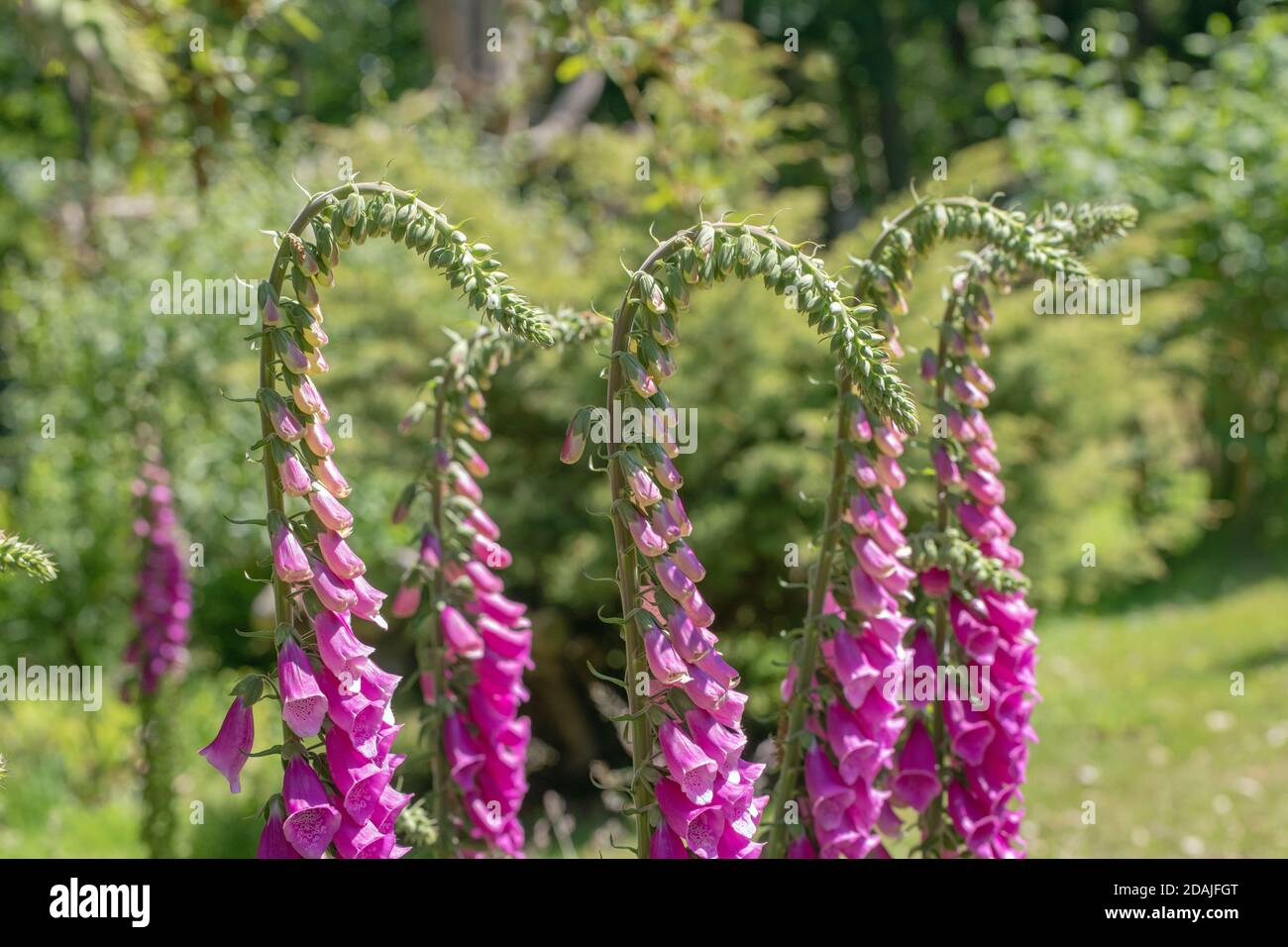Foxglove (Digitalis purpurea). flower stems. Row of flowering stems, side by side. Top heavy. Wild garden, permitted sown seed. Gardening with nature. Stock Photo