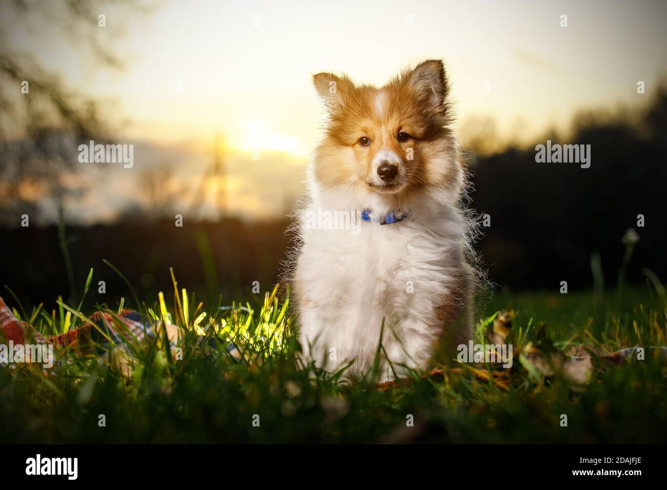 Shetland Sheepdog Puppy. Sheltie on sunset Stock Photo - Alamy
