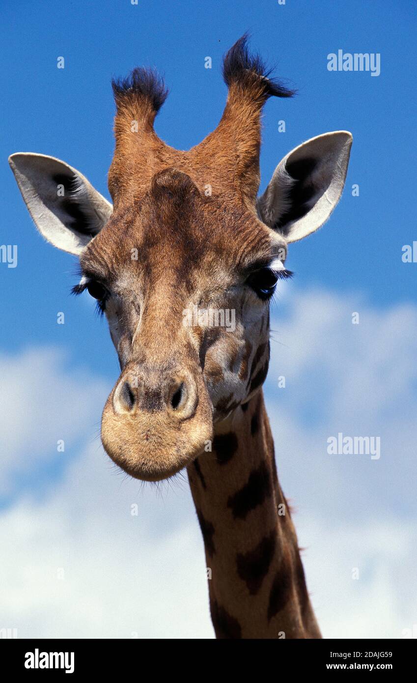 ROTHSCHILD'S GIRAFFE giraffa camelopardalis rothschildi, PORTRAIT OF ...