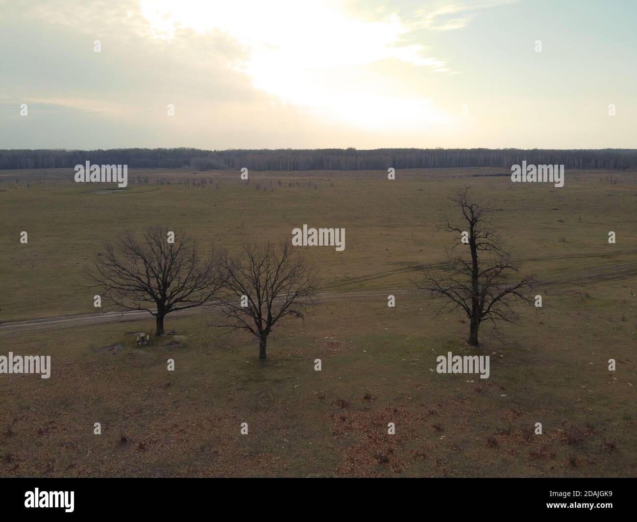 Three pear trees in a field on a cloudy spring evening, aerial view ...