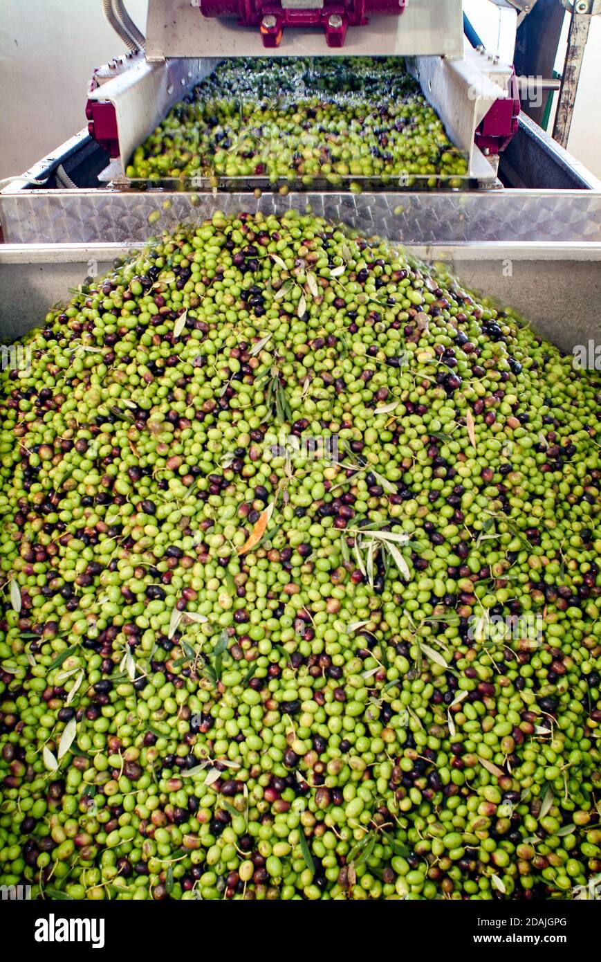 Olive oil extraction hires stock photography and images Alamy