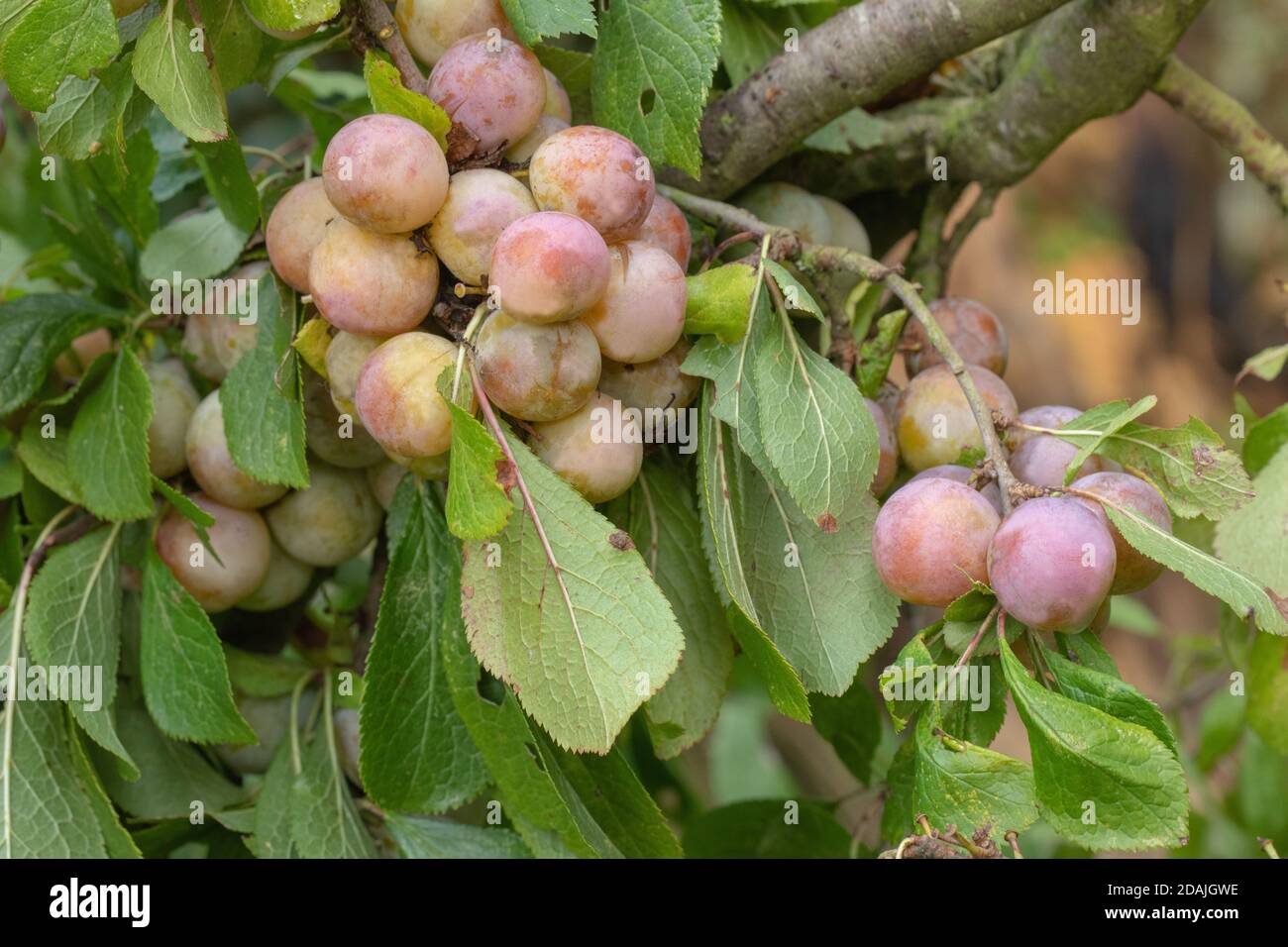 Cherry or Myrobalan Plums (Prunus cerasifera). Cultivated in Europe for 400 years. Naturalized in UK. Found growing in hedgerows. Norfolk. East Anglia Stock Photo
