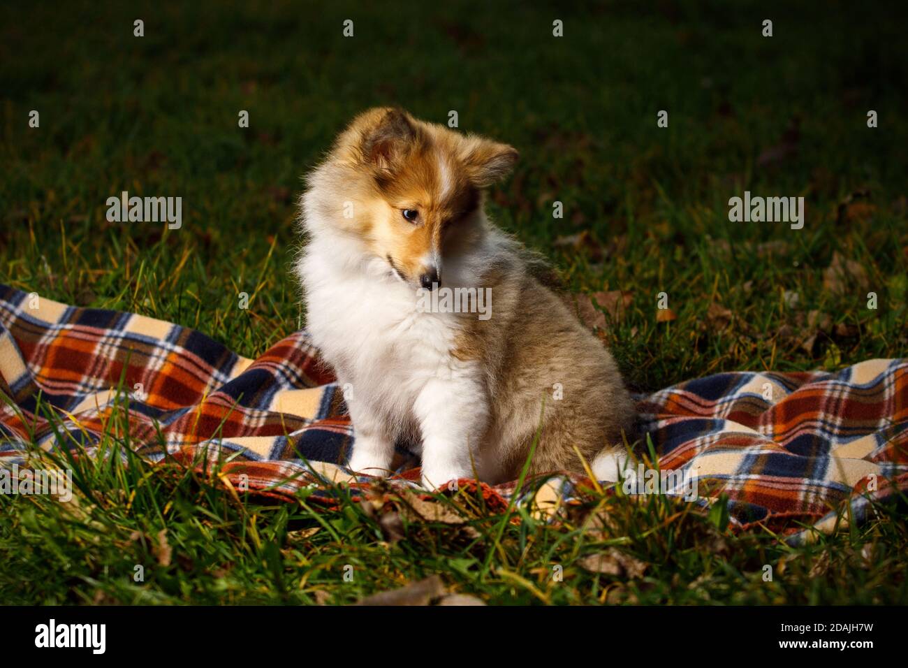 sheltie blanket