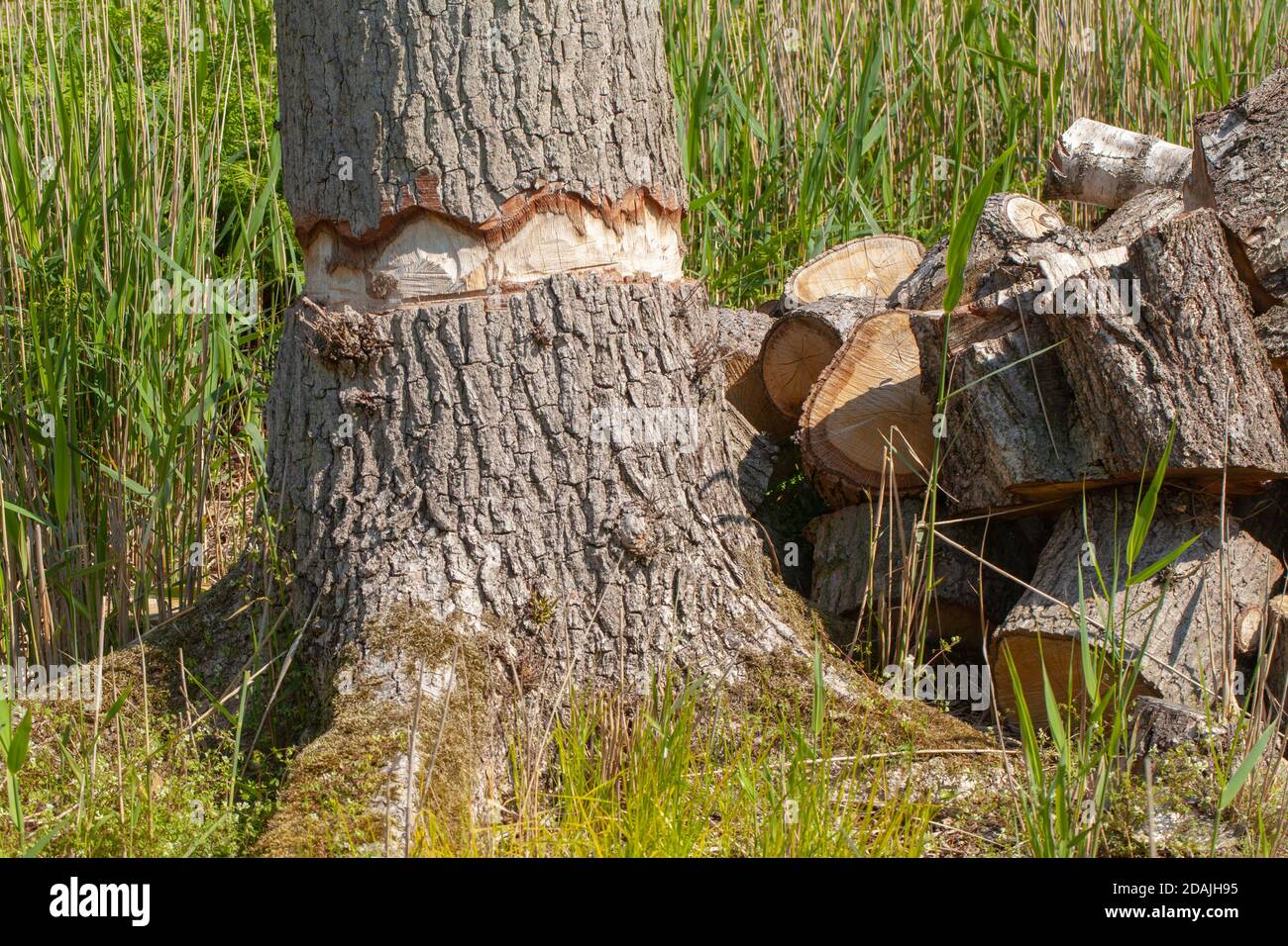 Ring barked Oak Tree trunk.(Quercus robur). Using a chain saw. Deliberately cutting through the outer layers of the bark including the cambium layer. Stock Photo