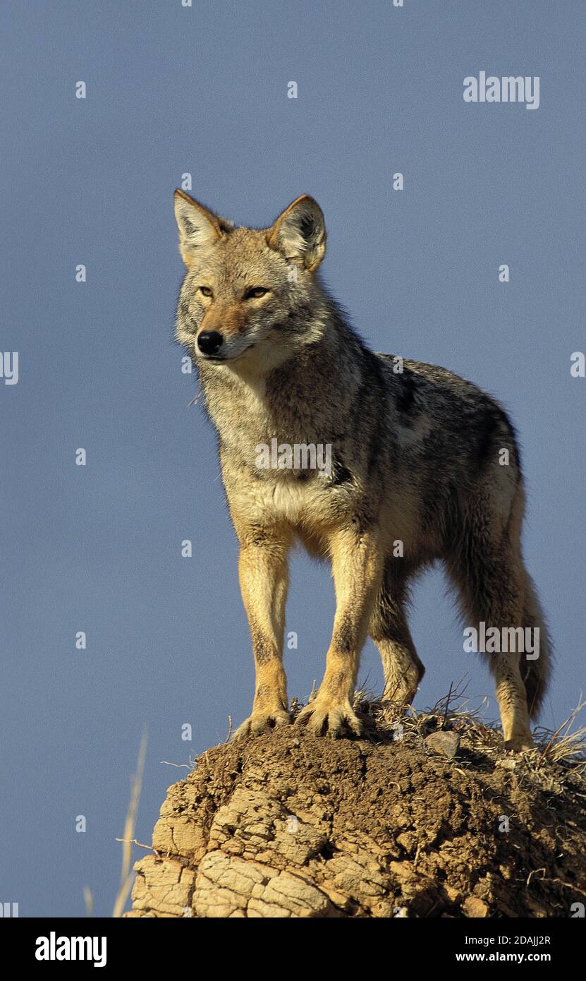 COYOTE canis latrans, ADULTE STANDING ON ROCK, MONTANA Stock Photo