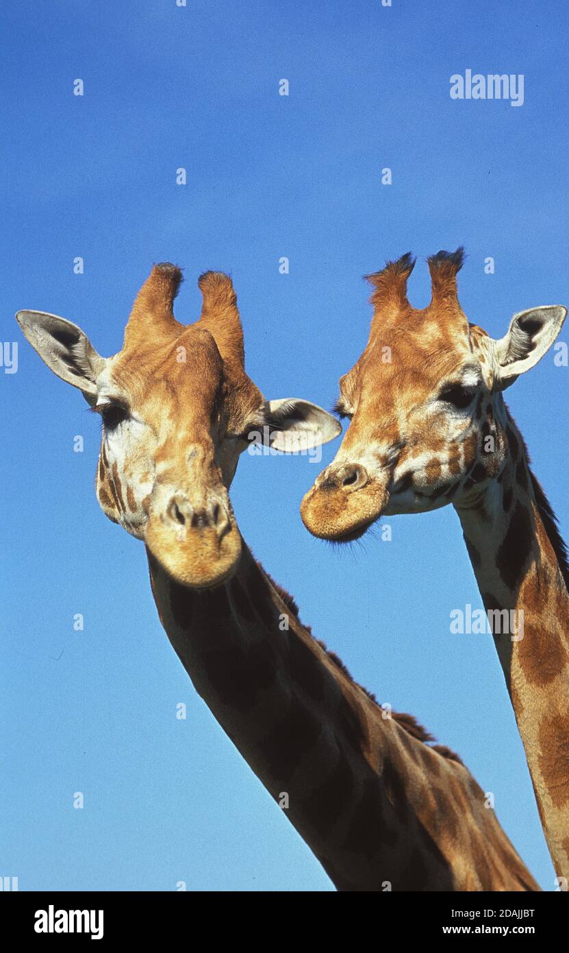 ROTHSCHILD'S GIRAFFE giraffa camelopardalis rothschildi, HEADS OF ...