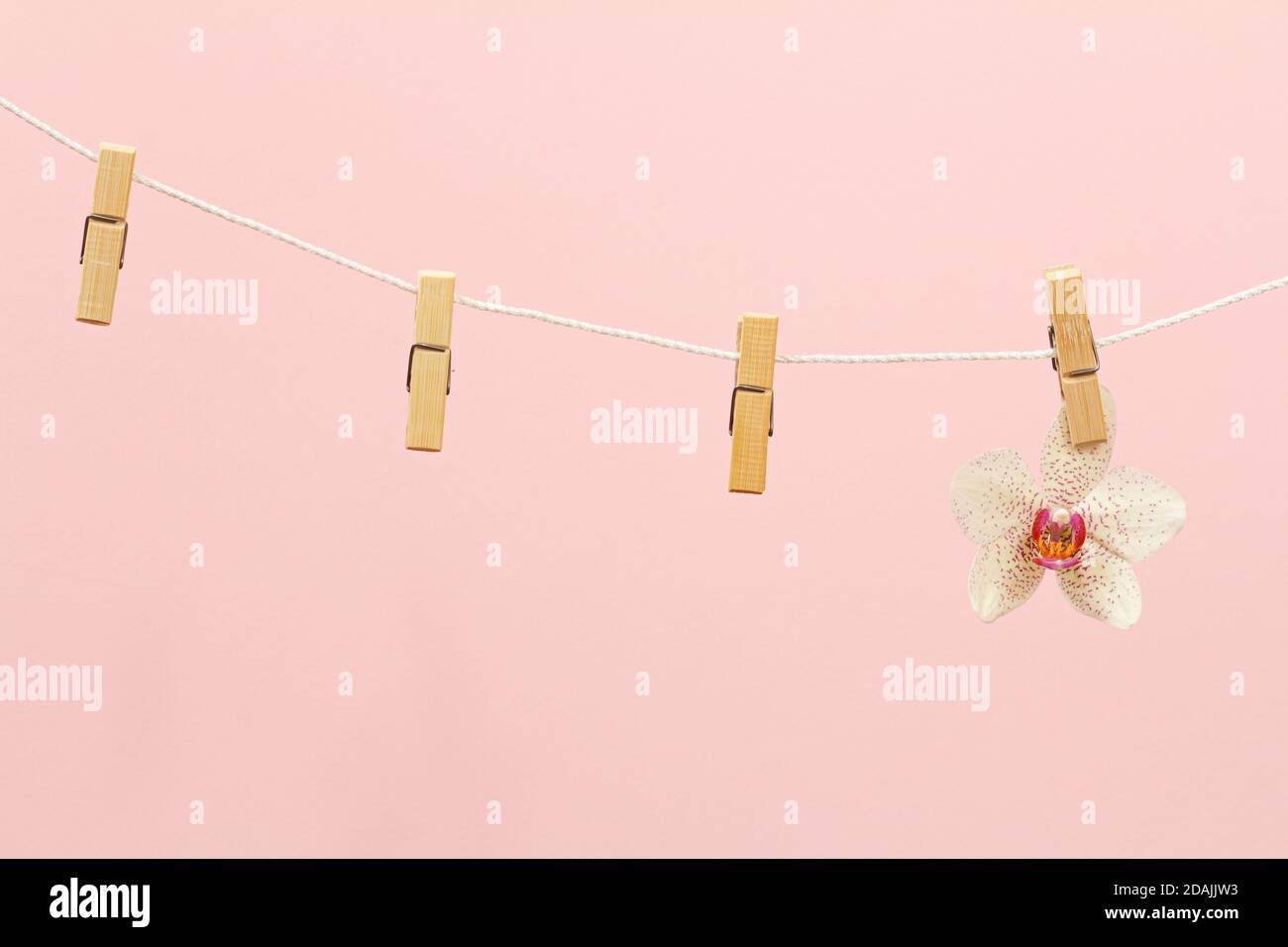 Wooden clothespins and a orchid flower on a rope on the pink background. Stock Photo