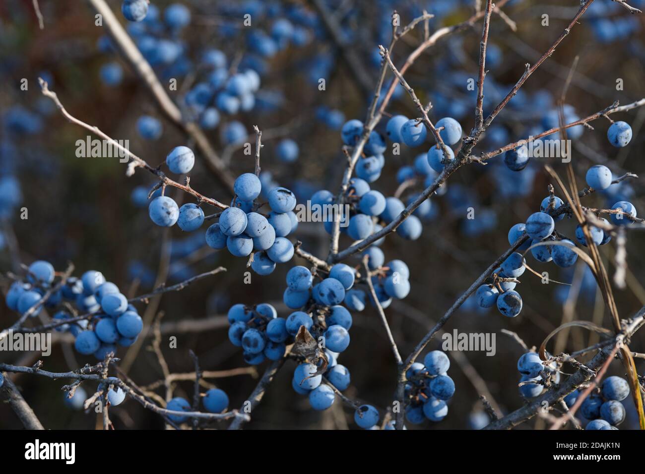 Slowberry Sloe berry plant hi-res stock photography and images - Alamy