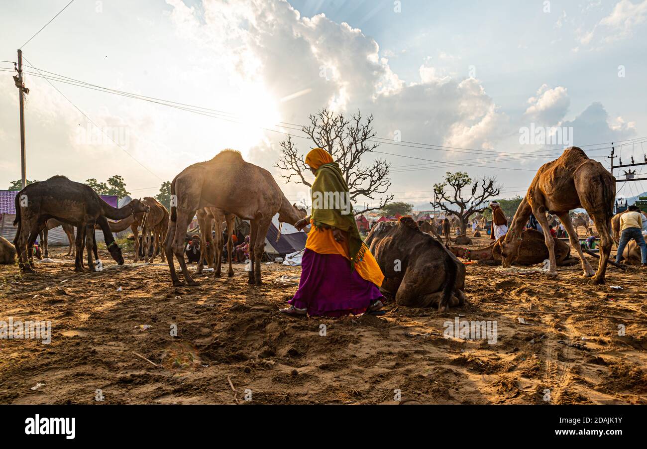 candid shot of the desert life a pushkar camel festival. Stock Photo