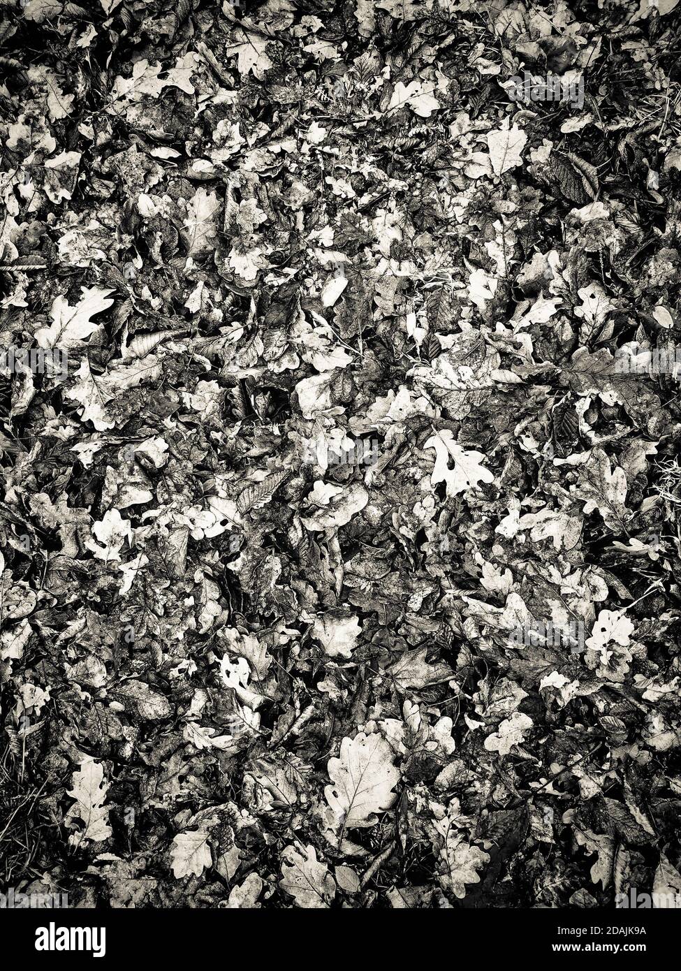 Grayscale vertical shot of a dried autumn fallen leaves on the ground ...