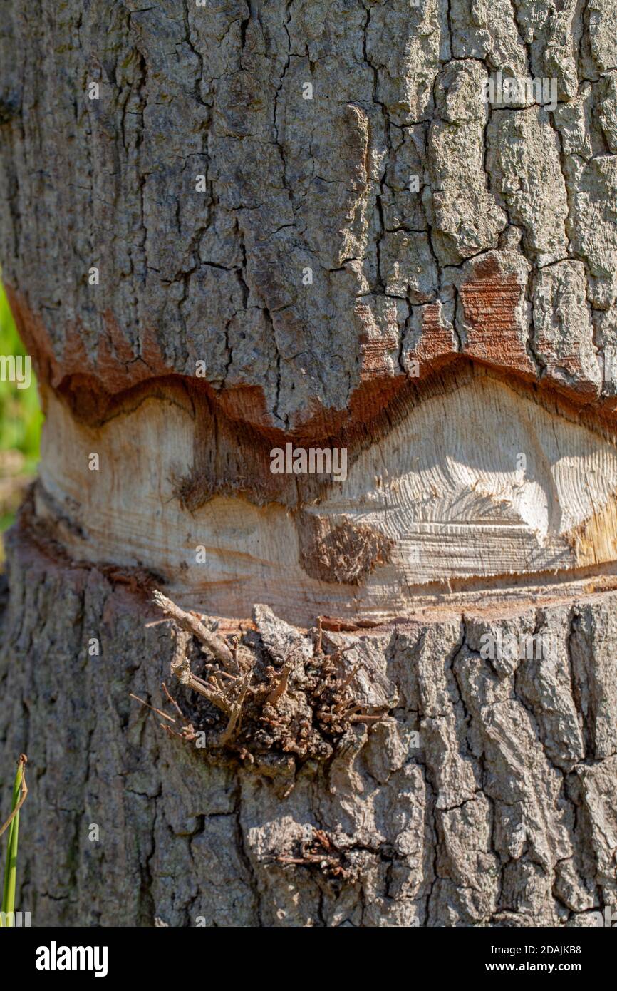 Ring barked Oak Tree trunk.(Quercus robur). Using a chain saw. Deliberately cutting through the outer layers of the bark including the cambium layer. Stock Photo