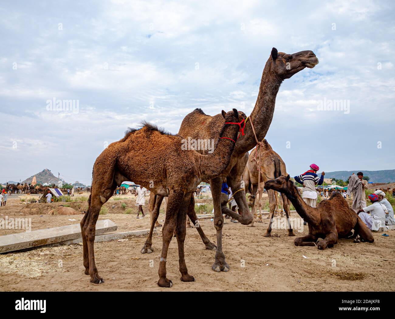 the camel and its little camel at pushkar camel festival. Stock Photo