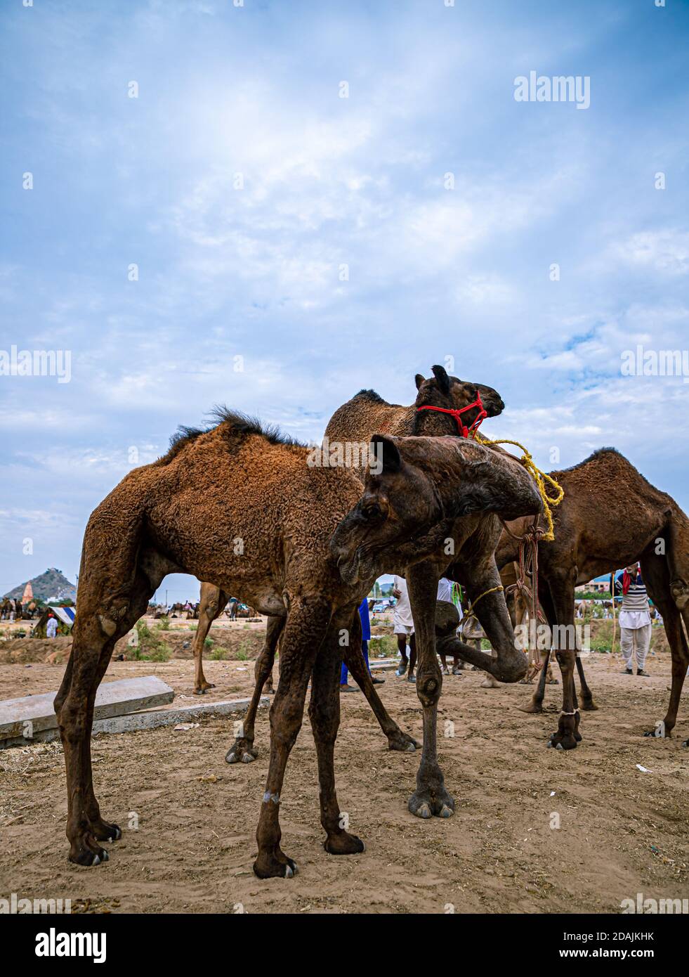 herd of camel and dramatic blue sky at pushkar camel festival. Stock Photo